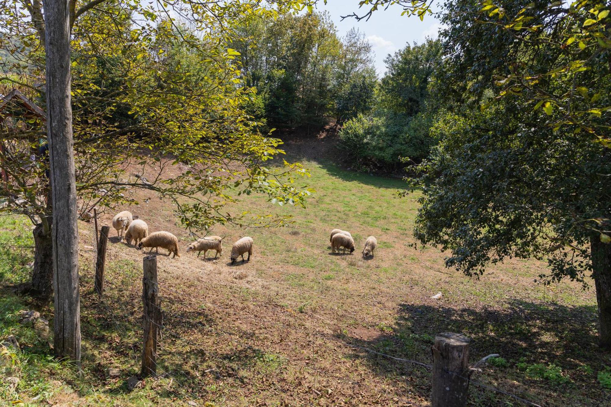 Вілла Peace Creek Слунь Екстер'єр фото